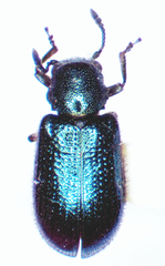 Necrobia violacea