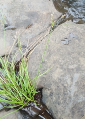 Fimbristylis dichotoma