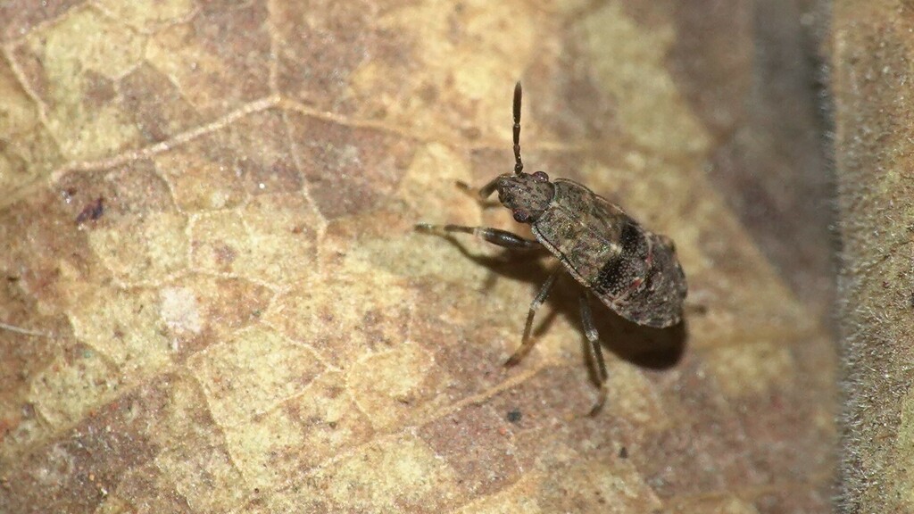 dirt-colored-seed-bugs-from-dharavi-mumbai-maharashtra-india-on