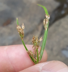 Fimbristylis dichotoma