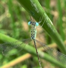 Lestes uncifer