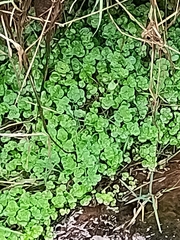 Chrysosplenium oppositifolium