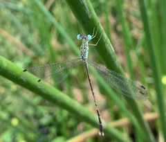Lestes uncifer
