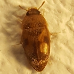 Litargus