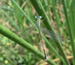 Lestes uncifer