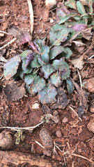 Micranthes virginiensis