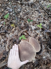 Tylopilus ferrugineus