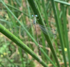Lestes uncifer
