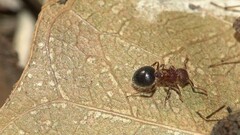 Meranoplus bicolor