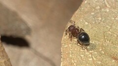 Meranoplus bicolor