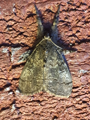 Variable Tussock Moth photo 4