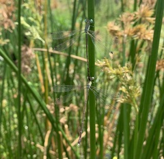 Lestes uncifer