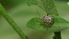 Proboscidocoris