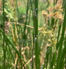Lestes uncifer