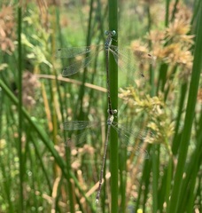 Lestes uncifer
