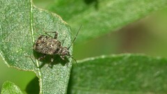 Proboscidocoris