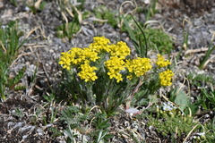Draba streptocarpa