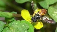 Paragus auritus