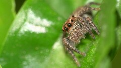 Carrhotus viduus