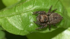 Carrhotus viduus