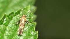 Eretmocera impactella