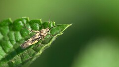 Eretmocera impactella