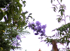 Solanum wendlandii