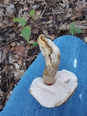 Tylopilus ferrugineus