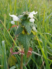 Lamium bifidum