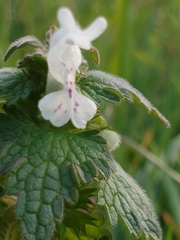 Lamium bifidum