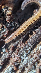 Blaniulinae