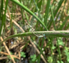 Lestes uncifer