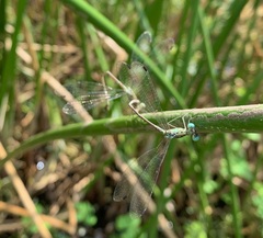 Lestes uncifer