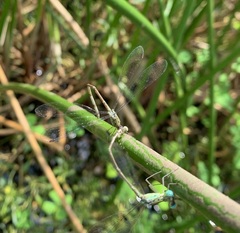 Lestes uncifer