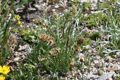 Artemisia borealis