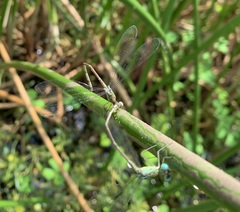 Lestes uncifer