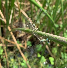 Lestes uncifer