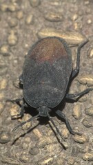 Cyclopelta siccifolia