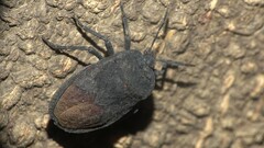 Cyclopelta siccifolia