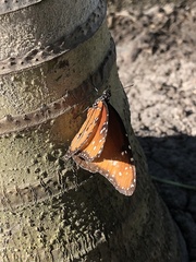 Danaus