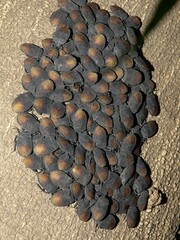 Cyclopelta siccifolia