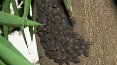 Cyclopelta siccifolia