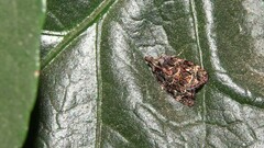 Gatesclarkeana idia