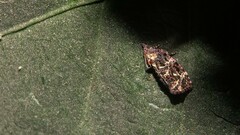 Gatesclarkeana idia