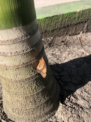 Danaus