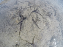Ophiocoma scolopendrina