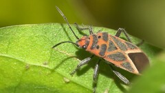 Graptostethus servus