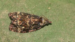 Gatesclarkeana idia