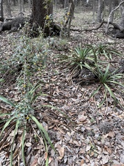 Yucca rupicola