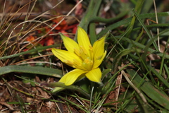 Gagea granatellii